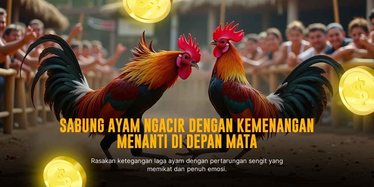 Kenali Ayam Bangkok: Raja Sabung Ayam di SV388